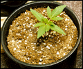 ak47-seedling.GIF (12544 bytes)