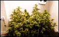 garden.GIF (8467 bytes)