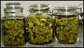 harvest.GIF (9098 bytes)
