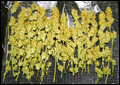 harvest2.GIF (12017 bytes)