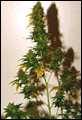 superskunk2.GIF (8880 bytes)