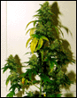 superskunk4.GIF (8745 bytes)